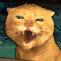 圆头猫大作战