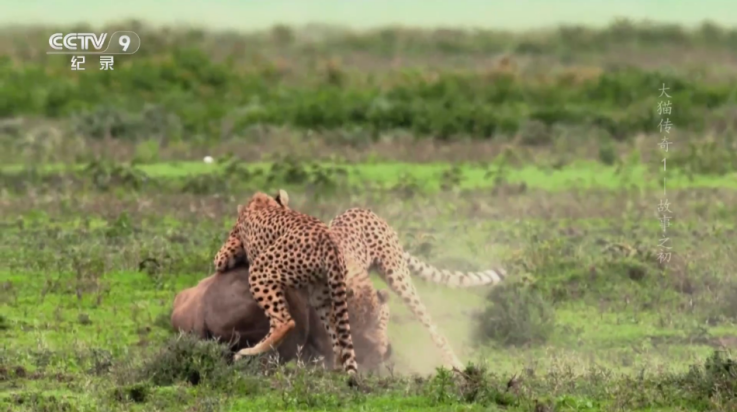 环边直播tv电视版