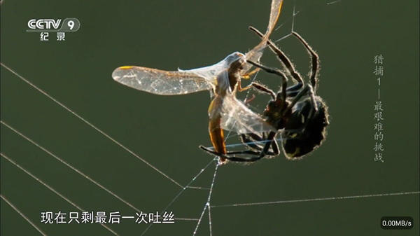 彩虹飞鸟稳定版截图1