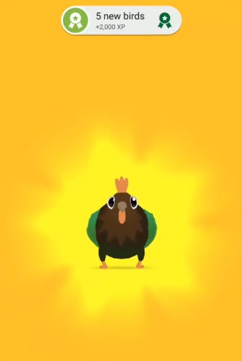 疯狂的鸽子pigeonpop